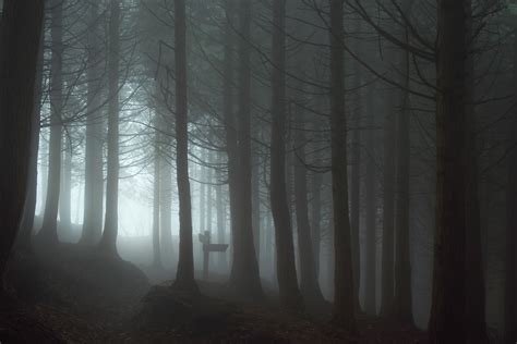 forest, Mist, Spooky Wallpapers HD / Desktop and Mobile Backgrounds