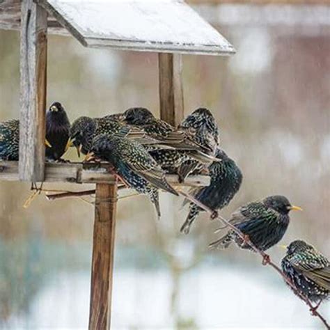 How Do You Get Rid Of Starlings And Keep Birds Diy Seattle