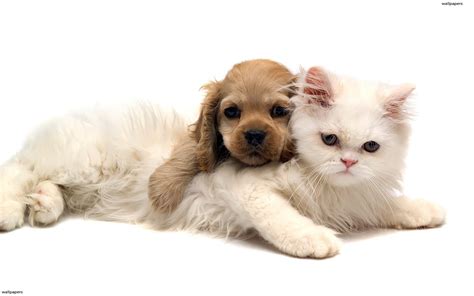 Check spelling or type a new query. Too Cute For Words HD desktop wallpaper : Widescreen ...