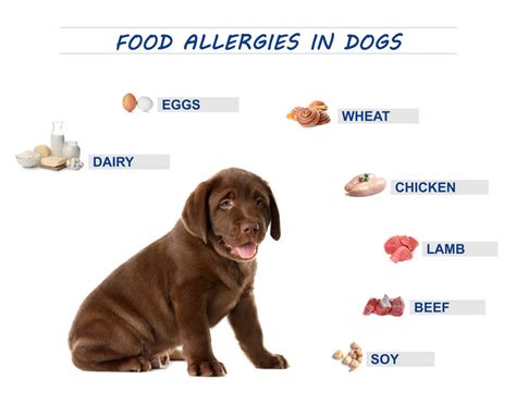 Are Dog Allergies Common