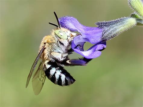 There are several ways to buy live bees for your beehive. My Mum's Garden is a Bee Hotel - The Planthunter