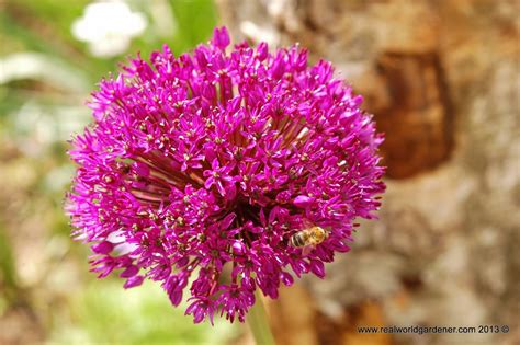 The most important pieces of planning any pollinator garden are to provide a diverse array of blooming flowers, make sure to have something. Real World Gardener: Going Native in the Garden