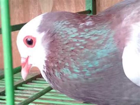 Makanan pokok merpati biasanya yaitu jagung. Ciri-ciri mata kecap burung merpati balap yang matanya ...