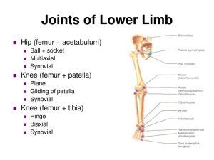 Joints Of Lower Limb Hip Joint Knee Joint Tibio Fibular Joints