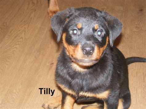 Rottweilers almost became extinct near the late 1800s when smaller dogs assumed many of their functions and were easier to rottweilers are blocky dogs with massive heads. Tilly - 12 week old female Rottweiler available for adoption