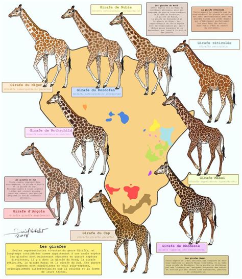 All The Giraffes By Gredinia On Deviantart