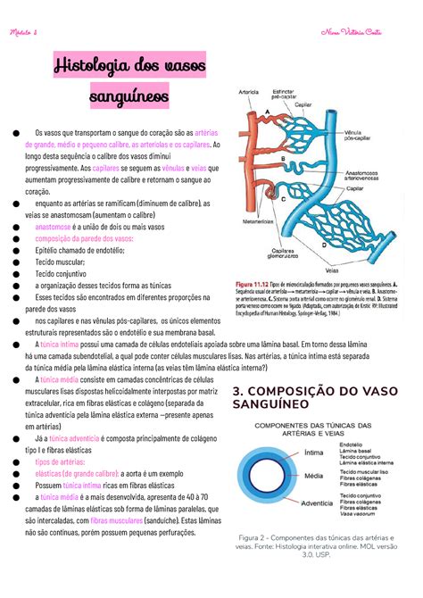 Histologia Dos Vasos Sanguíneos