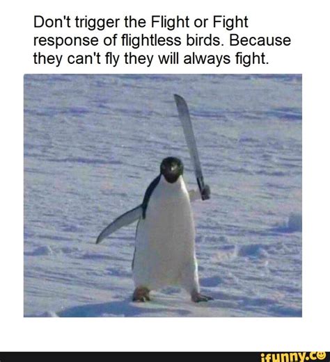 Don T Trigger The Flight Or Fight Response Of Flightless Birds Because They Can T Fly They Will