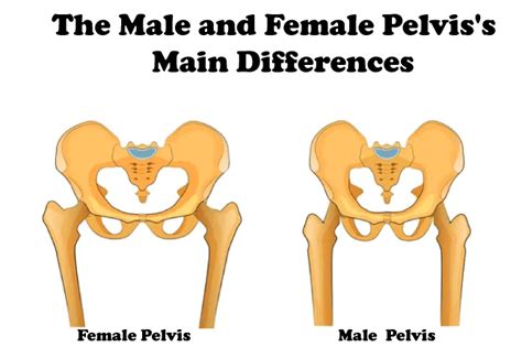 Difference Between Male And Female Pelvis Javatpoint