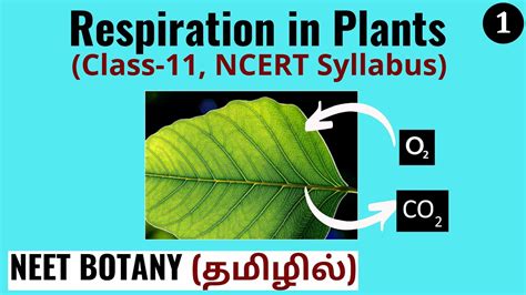 Respiration Respiration In Plants 1 Class 11 Ncert Neet