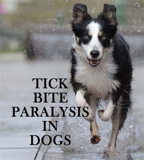 Tick Bite Paralysis In Dogs The Happy Puppers