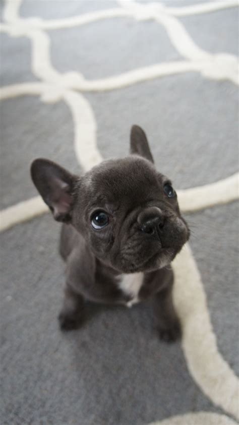 How Many Times Can A French Bulldog Have Puppies