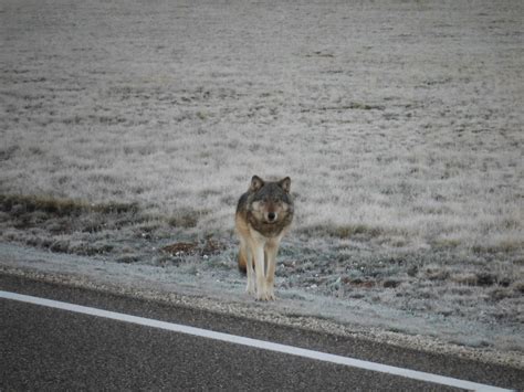 Officials Want To Know If Animal Spotted Near Grand Canyon Is Gray Wolf