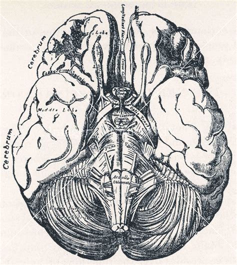 Human Brain Drawing Medical Journal Black And White Antique Vintage