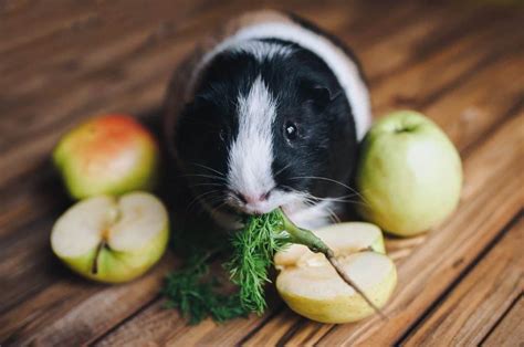 The Best Food For A Guinea Pig Little Furry Pets