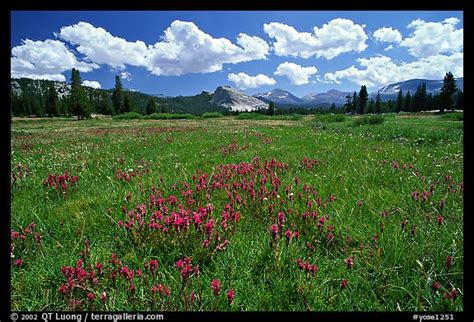 Picturephoto Summer Wildflowers And Lembert Dome Tuolumne Meadows