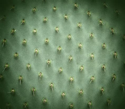Cactus Texture Natural Background Stock Photo Image Of Close Prickly