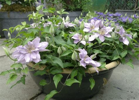 Identifying an unlabeled clematis right down to its particular species can be a challenge. Clematis - ster onder de klimplanten | Tuin en Balkon