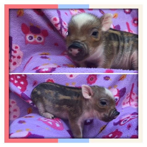 Mini Teacup Pigs For Sale Mini Teacup Pig Adoption — Squeals On Wheels