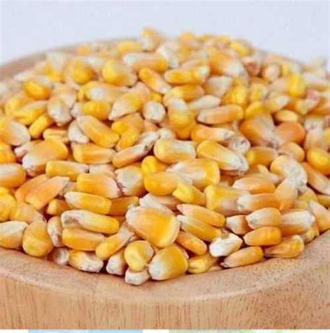 Yellow High Grade Sweet Corn Seeds At Best Price In Pune Ness Agro