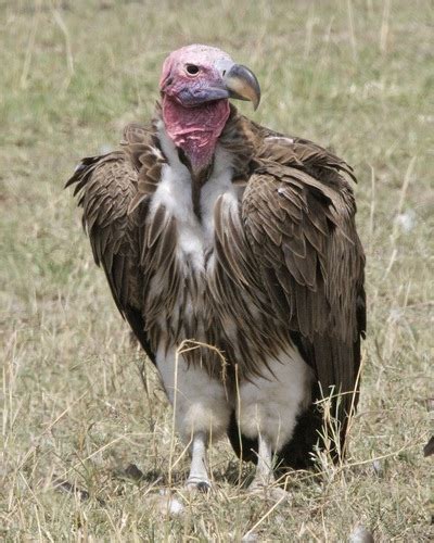 Lappet Faced Vulture Torgos Tracheliotus · Inaturalist