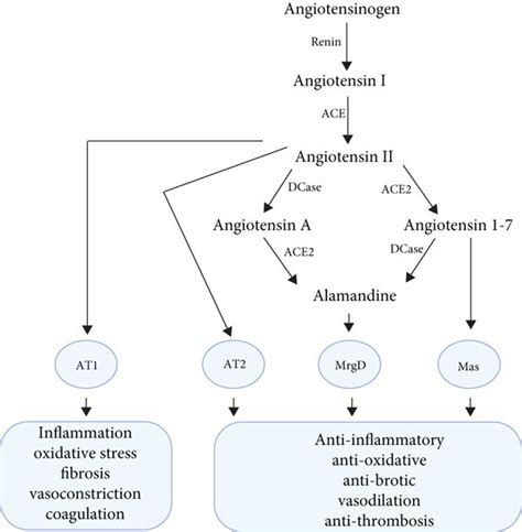 The Renin Angiotensin System Cascade Ace Angiotensin Converting