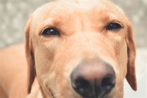 Helpful Things You Can Do About Your Dogs Crusty Nose Pethelpful