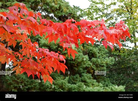 Branch Of Fall Red Maple Leaves Stock Photo Alamy