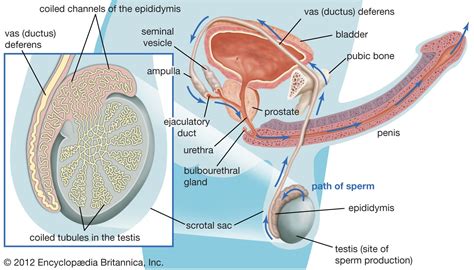 Sperm Maturation Process