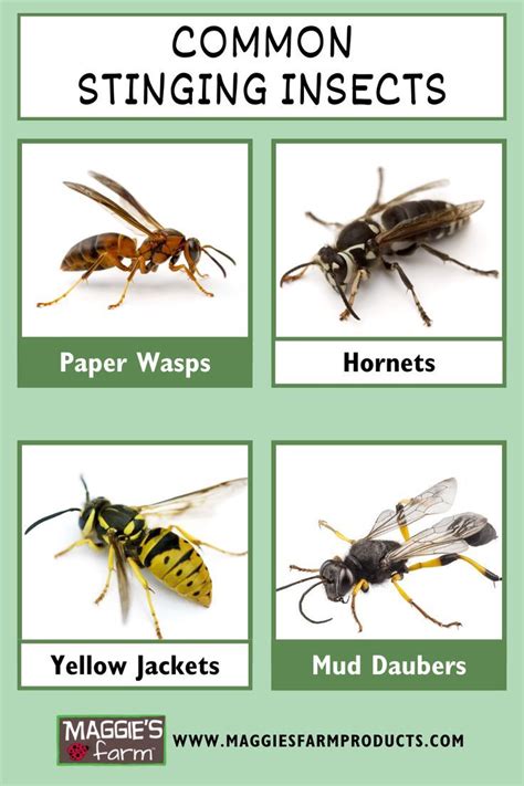 Common Stinging Insects Infographic Paper Wasps Hornets Yellow Jackets Mud Daubers Bugs