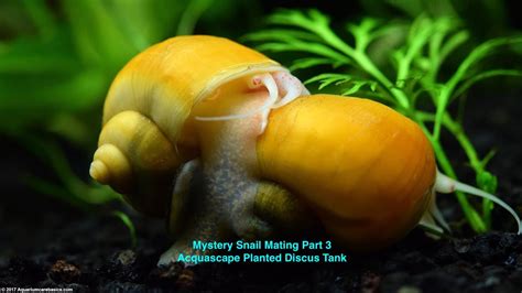 Mystery Snail Mating Part 3 Aquascape Planted Discus Tank YouTube