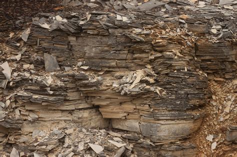 Free Images Tree Rock Structure Wood Texture Trunk Formation