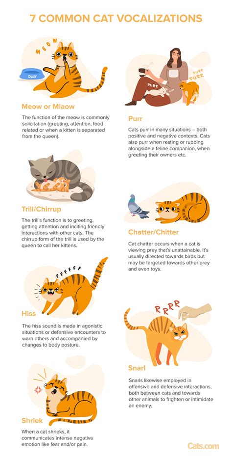 7 Common Cat Vocalizations And What They Mean