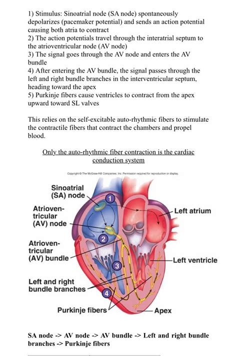 Cardiac conduction system Is the sequence of electrical signals that