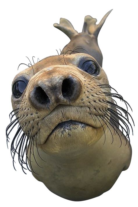 Collection of Seal Animal PNG. | PlusPNG png image