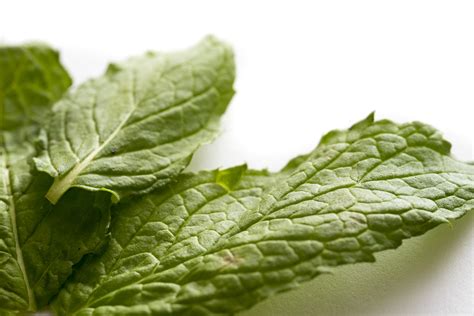 Beautiful green leaves of mint - Free Stock Image
