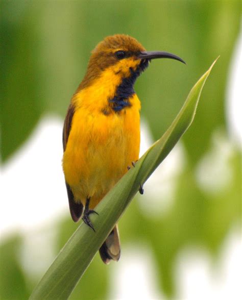 Yellow Bellied Sunbird Immature Male Pictured Project Noah