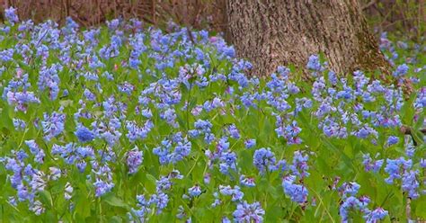 How To Grow Virginia Bluebells Virginia Bluebells Planting Flowers