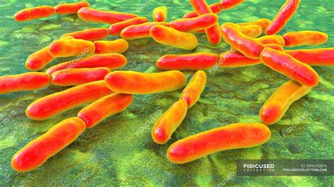 Bactérias Bifidobacterium Ilustração Computacional Bifidobactérias