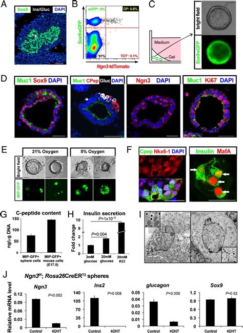 Reconstituting Pancreas Development From Purified Progenitor Cells