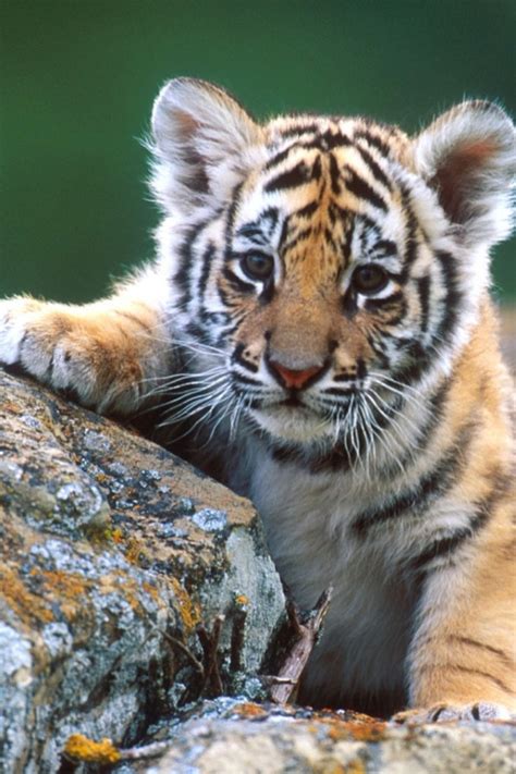 Cute Baby Tiger Wallpaper Wallpapersafari