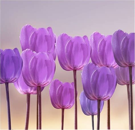 Beautiful Tulips 1024×986 Flores Tulipanes Tulipanes Como