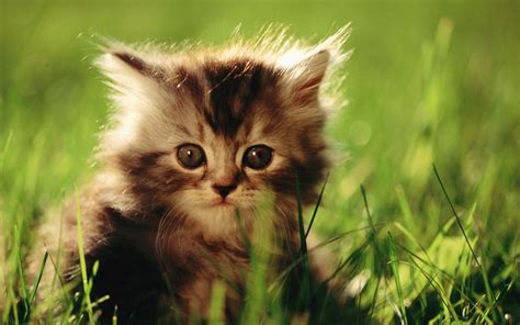 Collection Of Cute Kittens Wallpapers Free Download On Hdwallpapers