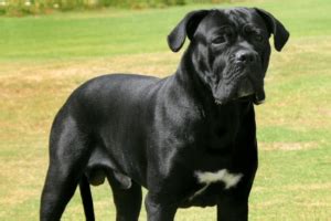 Raças de cachorro grande conheça tudo sobre DogHero