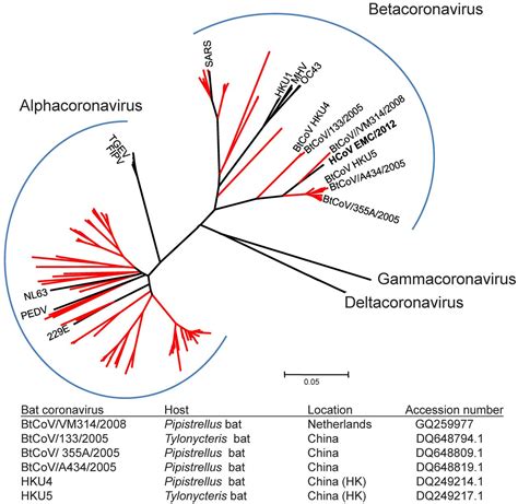 A coronavirus is a common virus that causes an infection in your nose, sinuses, or upper throat. The Emergence of Human Coronavirus EMC: How Scared Should ...