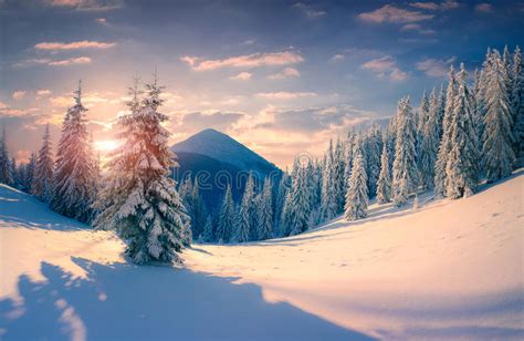Beautiful Winter Sunrise With Snow Covered Trees In The