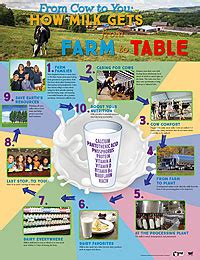 From Cow To You How Milk Gets From Farm To Table Ymiclassroom Com