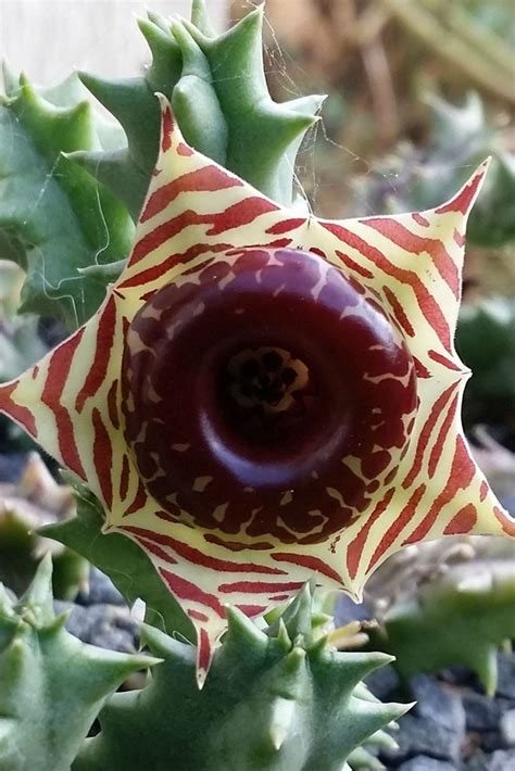 The most common cactus seeds material is glass. Seedlings India Huernia Zebrina Live plant - Succulents ...