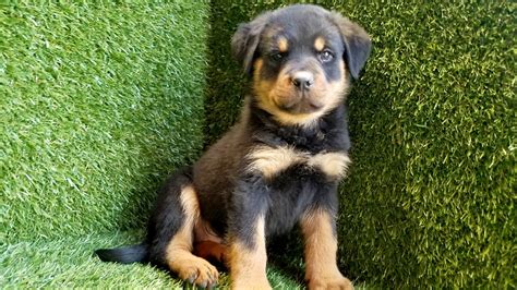 Rottweilers are our passion and devotion and always ensure they receive the best care possible. Rottweiler Puppies For Sale | San Diego, CA #271896