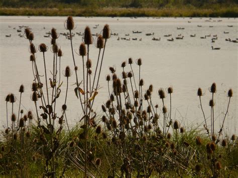 Free Images Landscape Nature Marsh Swamp Plant Prairie Lake